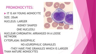 PROMONOCYTES:
 IT IS AN YOUNG MONOCYTE
SIZE: 20uM
NUCLEUS: LARGER
KIDNEY SHAPED
ONE NUCLEOLI
NUCLEAR CHROMATIN: ARRANGED IN A LOOSE
NETWORK
CYTOPLASM: BASOPHILIC
NO AZUROPHILIC GRANULES
-THEY HAVE FINE GRANULES WHICH IS LARGER
THAN MATURE MONOCYTES
 