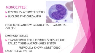 MONOCYTES:
 RESEMBLES-METAMYELOCYTES
 NUCLEUS:FINE CHROMATIN
FROM BONE MARROW –MONOCYTES---- MIGRATES ----
-SPLEEN
LYMPHOID TISSUES
 TRANSFORMED CELLS IN VARIOUS TISSUES ARE
CALLED TISSUE-MACROPHAGES SYSTEM
PREVIOUSLY KNOWN AS;RETICULO-
ENDOTHELIAL SYSTEM
 