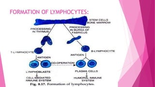FORMATION OF LYMPHOCYTES:
 