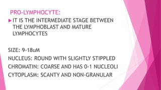 PRO-LYMPHOCYTE:
IT IS THE INTERMEDIATE STAGE BETWEEN
THE LYMPHOBLAST AND MATURE
LYMPHOCYTES
SIZE: 9-18uM
NUCLEUS: ROUND WITH SLIGHTLY STIPPLED
CHROMATIN: COARSE AND HAS 0-1 NUCLEOLI
CYTOPLASM: SCANTY AND NON-GRANULAR
 