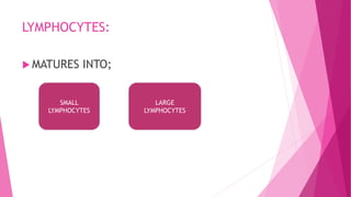 LYMPHOCYTES:
 MATURES INTO;
SMALL
LYMPHOCYTES
LARGE
LYMPHOCYTES
 