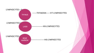LYMPHOCYTES--
------THYMOSIN-----T-LYMPHOCYTES
LYMPHOCYTES
-------------------B-LYMPHOCYTES
LYMPHOCYTES
--------------------B-LYMPHOCYTES
THYMUS
LIVER
BONE
MARROW
 
