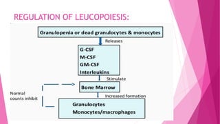 REGULATION OF LEUCOPOIESIS:
 