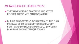 METABOLISM OF LEUKOCYTES:
 THEY HAVE AEROBIC GLYCOLYSIS AND ACTIVE
PENTOSE PHOSPHATE PATHWAY[NADPH]
 DURING PHAGOCYTOSIS OF BACTERIA,THERE IS AN
INCREASE OF O2 CONSUMPTION[RESPIRATORY
BURST] AND SUPEROXIDE RADICLE O2-[INVOLVED
IN KILLING THE BACTERIA]IS FORMED
 