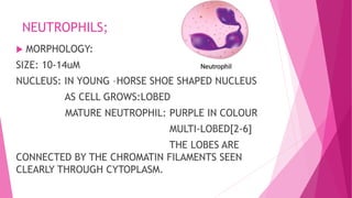 NEUTROPHILS;
 MORPHOLOGY:
SIZE: 10-14uM
NUCLEUS: IN YOUNG –HORSE SHOE SHAPED NUCLEUS
AS CELL GROWS:LOBED
MATURE NEUTROPHIL: PURPLE IN COLOUR
MULTI-LOBED[2-6]
THE LOBES ARE
CONNECTED BY THE CHROMATIN FILAMENTS SEEN
CLEARLY THROUGH CYTOPLASM.
 
