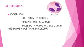 NEUTROPHILS;
 CYTOPLASM:
PALE BLUISH IN COLOUR
FINE PIN POINT GRANULES
TAKES BOTH ACIDIC AND BASIC STAIN
AND LOOKS VIOLET PINK IN COLOUR.
 