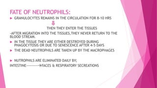 FATE OF NEUTROPHILS:
 GRANULOCYTES REMAINS IN THE CIRCULATION FOR 8-10 HRS
THEN THEY ENTER THE TISSUES
-AFTER MIGRATION INTO THE TISSUES,THEY NEVER RETURN TO THE
BLOOD STREAM.
 IN THE TISSUE THEY ARE EITHER DESTROYED DURING
PHAGOCYTOSIS OR DUE TO SENESCENCE AFTER 4-5 DAYS
 THE DEAD NEUTROPHILS ARE TAKEN UP BY THE MACROPHAGES
 NUTROPHILS ARE ELIMINATED DAILY BY;
INTESTINE---------FACES & RESPIRATORY SECREATIONS
 