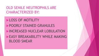 OLD SENILE NEUTROPHILS ARE
CHARACTERIZED BY:
LOSS OF MOTILITY
POORLY STAINED GRANULES
INCREASED NUCLEAR LOBULATION
EASY BREAKABILITY WHILE MAKING
BLOOD SMEAR
 