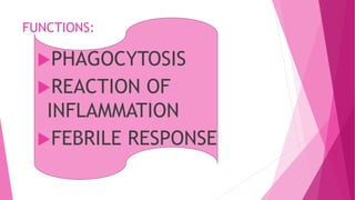 FUNCTIONS:
PHAGOCYTOSIS
REACTION OF
INFLAMMATION
FEBRILE RESPONSE
 