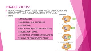 PHAGOCYTOSIS:
 PHAGOCYTOSIS [CELL EATING] REFERS TO THE PROCESS OF ENGULFMENT AND
DESTRUCTION OF SOLID PARTICULATE MATERIALS BY THE CELLS.
 STEPS:
1.MARGINATION
2.EMIGRATION AND DIAPEDESIS
3.CHEMOTAXIS
4.OPSONIZATION[ATTACHMENT STAGE]
5.ENGULFMENT STAGE
6.SECREATING STAGE[DEGRANULATION]
7.KILLING OR DEGRADATION STAGE
 