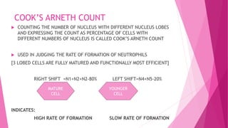 COOK’S ARNETH COUNT
 COUNTING THE NUMBER OF NUCLEUS WITH DIFFERENT NUCLEUS LOBES
AND EXPRESSING THE COUNT AS PERCENTAGE OF CELLS WITH
DIFFERENT NUMBERS OF NUCLEUS IS CALLED COOK’S ARNETH COUNT
 USED IN JUDGING THE RATE OF FORMATION OF NEUTROPHILS
[3 LOBED CELLS ARE FULLY MATURED AND FUNCTIONALLY MOST EFFICIENT]
RIGHT SHIFT =N1+N2+N2-80% LEFT SHIFT=N4+N5-20%
INDICATES:
HIGH RATE OF FORMATION SLOW RATE OF FORMATION
MATURE
CELL
YOUNGER
CELL
 