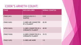 COOK’S ARNETH COUNT:
STAGE NUCLEAR LOBES NORMAL COUNT(%)
STAGE I(N1) ONE[NUCLEUS IS C-
SHAPED]
5-10
STAGE II(N2) 2 LOBES ARE CONNECTED
BY A FILAMENT
20-30
SATGE III(N3) 3 LOBES CONNECTED BY A
CHROMATIN FILAMENT
40-50
STAGE IV(N4) 4 LOBES CONNECTED BY A
CHROMATIN FILAMENT
10-15
STAGE V(N5) 5 LOBES ARE MORE 3-5
 