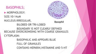 BASOPHILS;
 MORPHOLOGY:
SIZE:10-14uM
NUCLEUS:IRREGULAR,
BILOBED OR TRI-LOBED
BOUNDARY IS NOT CLEARLY DEFINED
BECAUSE OVERCROWDING WITH COARSE GRANULES
CYTOPLASM:
BASOPHILIC AND APPEARS BLUE
FULL OF GRANULES
CONTAINS-HEPARIN,HISTAMINE AND 5-HT
 