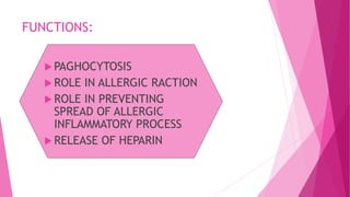 FUNCTIONS:
 PAGHOCYTOSIS
 ROLE IN ALLERGIC RACTION
 ROLE IN PREVENTING
SPREAD OF ALLERGIC
INFLAMMATORY PROCESS
 RELEASE OF HEPARIN
 