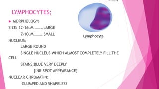 LYMPHOCYTES;
 MORPHOLOGY:
SIZE: 12-16uM ……..LARGE
7-10uM……….SMALL
NUCLEUS:
LARGE ROUND
SINGLE NUCLEUS WHICH ALMOST COMPLETELY FILL THE
CELL
STAINS:BLUE VERY DEEPLY
[INK-SPOT APPEARANCE]
NUCLEAR CHROMATIN:
CLUMPED AND SHAPELESS
 