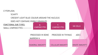 CYTOPLASM;
SCANTY
CRESENT LIGHT BLUE COLOUR AROUND THE NUCLEUS
DOES NOT CONTAINS VISIBLE GRANULES
FUNCTIONAL SUB TYPES:
SMALL LYMPHOCYTES------------
PROCESSED IN BONE PROCESED IN THYMUS ADCC
MARROW
HUMORAL IMMUNITY CELLULAR IMMUNITY INNATE IMMUNITY
B-
LYMPHOCYTES
T-
LYMPHOCYTES
NK CELLS
 