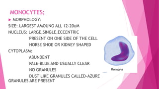 MONOCYTES;
 MORPHOLOGY:
SIZE: LARGEST AMOUNG ALL 12-20uM
NUCLEUS: LARGE,SINGLE,ECCENTRIC
PRESENT ON ONE SIDE OF THE CELL
HORSE SHOE OR KIDNEY SHAPED
CYTOPLASM:
ABUNDENT
PALE-BLUE AND USUALLY CLEAR
NO GRANULES
DUST LIKE GRANULES CALLED-AZURE
GRANULES ARE PRESENT
 