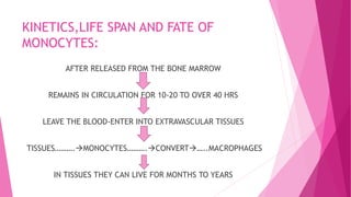 KINETICS,LIFE SPAN AND FATE OF
MONOCYTES:
AFTER RELEASED FROM THE BONE MARROW
REMAINS IN CIRCULATION FOR 10-20 TO OVER 40 HRS
LEAVE THE BLOOD-ENTER INTO EXTRAVASCULAR TISSUES
TISSUES……….MONOCYTES……….CONVERT…..MACROPHAGES
IN TISSUES THEY CAN LIVE FOR MONTHS TO YEARS
 