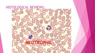 HISTOLOGICAL REVIEWS:
NEUTROPHIL
 