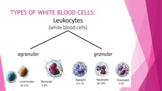 TYPES OF WHITE BLOOD CELLS:
 