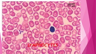 LYMPHOCYTES
 