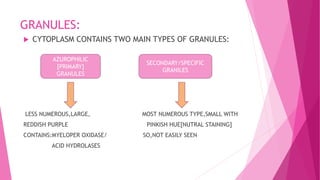 GRANULES:
 CYTOPLASM CONTAINS TWO MAIN TYPES OF GRANULES:
LESS NUMEROUS,LARGE, MOST NUMEROUS TYPE,SMALL WITH
REDDISH PURPLE PINKISH HUE[NUTRAL STAINING]
CONTAINS:MYELOPER OXIDASE/ SO,NOT EASILY SEEN
ACID HYDROLASES
AZUROPHILIC
[PRIMARY]
GRANULES
SECONDARY/SPECIFIC
GRANILES
 