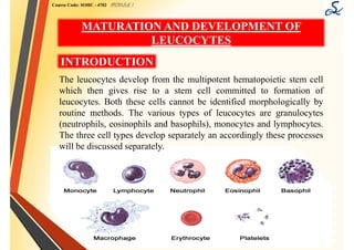 Course Code: SOHC - 4702 MODULE I
MATURATION AND DEVELOPMENT OF
LEUCOCYTES
INTRODUCTION
The leucocytes develop from the multipotent hematopoietic stem cell
which then gives rise to a stem cell committed to formation of
leucocytes. Both these cells cannot be identified morphologically by
routine methods. The various types of leucocytes are granulocytes
(neutrophils, eosinophils and basophils), monocytes and lymphocytes.
The three cell types develop separately an accordingly these processes
will be discussed separately.
 