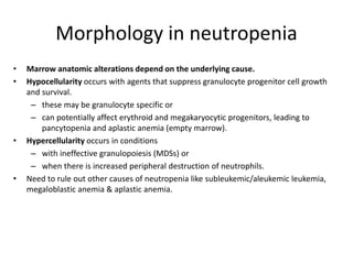 Morphology in neutropenia
• Marrow anatomic alterations depend on the underlying cause.
• Hypocellularity occurs with agents that suppress granulocyte progenitor cell growth
and survival.
– these may be granulocyte specific or
– can potentially affect erythroid and megakaryocytic progenitors, leading to
pancytopenia and aplastic anemia (empty marrow).
• Hypercellularity occurs in conditions
– with ineffective granulopoiesis (MDSs) or
– when there is increased peripheral destruction of neutrophils.
• Need to rule out other causes of neutropenia like subleukemic/aleukemic leukemia,
megaloblastic anemia & aplastic anemia.
 