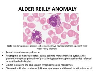 ALDER REILLY ANOMALY
• An autosomal recessive disorder
• Neutrophils demonstrate large, darkly staining metachromatic cytoplasmic
granules composed primarily of partially digested mucopolysaccharides referred
to as Alder-Reilly bodies.
• Similar inclusions are also seen in lymphocytes and monocytes.
• Observed in Hurler syndrome & Hunter syndrome and the cell function is normal.
Note the dark granules present in both cells in two neutrophils from a patient with
Alder-Reilly anomaly.
 