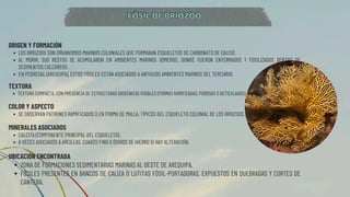 ORIGEN Y FORMACIÓN
LOS BRIOZOOS SON ORGANISMOS MARINOS COLONIALES QUE FORMABAN ESQUELETOS DE CARBONATO DE CALCIO.
AL MORIR, SUS RESTOS SE ACUMULARON EN AMBIENTES MARINOS SOMEROS, DONDE FUERON ENTERRADOS Y FOSILIZADOS DENTRO DE
SEDIMENTOS CALCÁREOS.
EN PEDREGAL (AREQUIPA), ESTOS FÓSILES ESTÁN ASOCIADOS A ANTIGUOS AMBIENTES MARINOS DEL TERCIARIO.
TEXTURA
TEXTURA COMPACTA, CON PRESENCIA DE ESTRUCTURAS BIOGÉNICAS VISIBLES (FORMAS RAMIFICADAS, POROSAS O RETICULADAS).
COLOR Y ASPECTO
SE OBSERVAN PATRONES RAMIFICADOS O EN FORMA DE MALLA, TÍPICOS DEL ESQUELETO COLONIAL DE LOS BRIOZOOS.
MINERALES ASOCIADOS
CALCITA (COMPONENTE PRINCIPAL DEL ESQUELETO).
A VECES ASOCIADOS A ARCILLAS, CUARZO FINO O ÓXIDOS DE HIERRO SI HAY ALTERACIÓN.
UBICACIÓN ENCONTRADA
ZONA DE FORMACIONES SEDIMENTARIAS MARINAS AL OESTE DE AREQUIPA.
FÓSILES PRESENTES EN BANCOS DE CALIZA O LUTITAS FÓSIL-PORTADORAS, EXPUESTOS EN QUEBRADAS Y CORTES DE
CANTERA.
FÓSIL DE BRIOZOO
FÓSIL DE BRIOZOO
 
