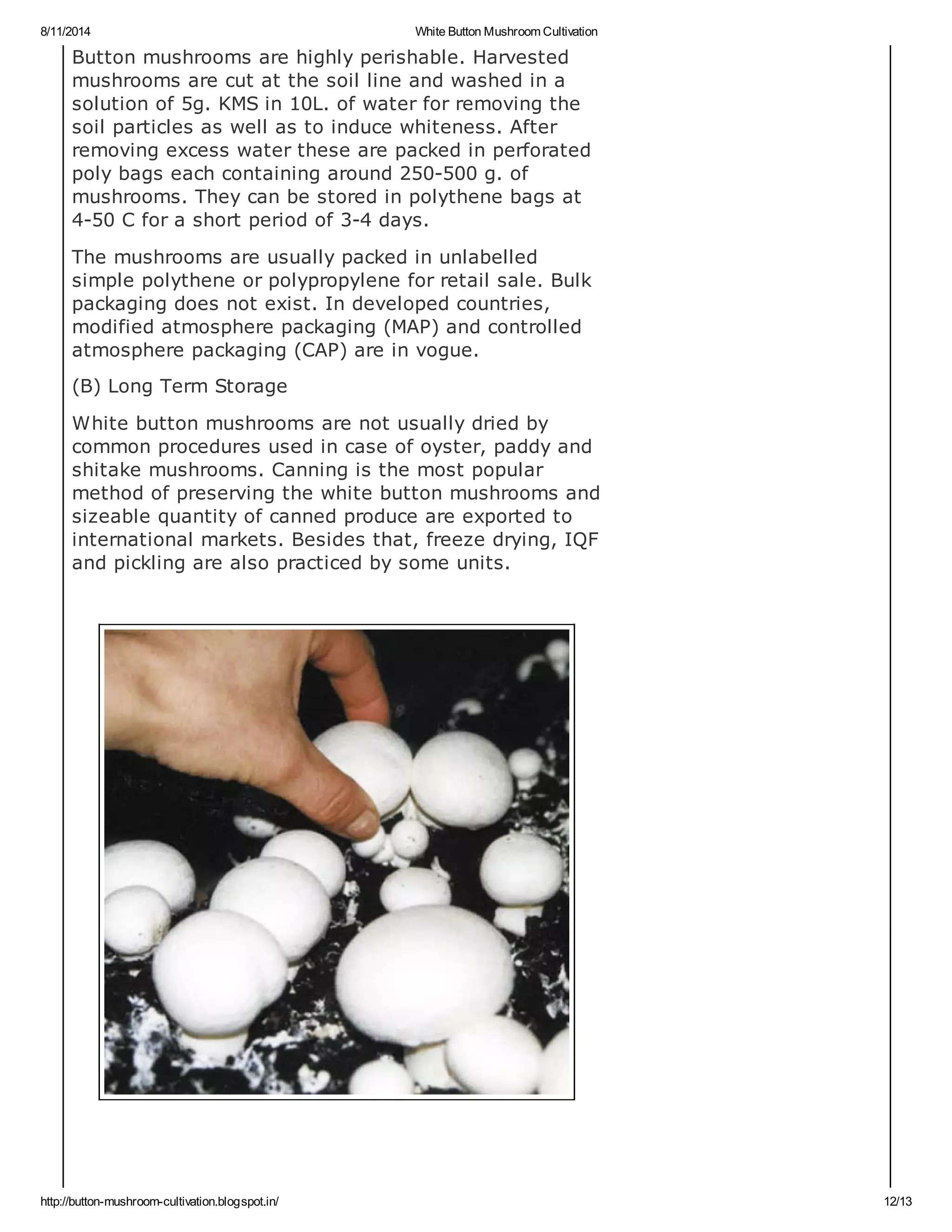 8/11/2014 White Button Mushroom Cultivation
http://button-mushroom-cultivation.blogspot.in/ 12/13
Button mushrooms are highly perishable. Harvested
mushrooms are cut at the soil line and washed in a
solution of 5g. KMS in 10L. of water for removing the
soil particles as well as to induce whiteness. After
removing excess water these are packed in perforated
poly bags each containing around 250-500 g. of
mushrooms. They can be stored in polythene bags at
4-50 C for a short period of 3-4 days.
The mushrooms are usually packed in unlabelled
simple polythene or polypropylene for retail sale. Bulk
packaging does not exist. In developed countries,
modified atmosphere packaging (MAP) and controlled
atmosphere packaging (CAP) are in vogue.
(B) Long Term Storage
White button mushrooms are not usually dried by
common procedures used in case of oyster, paddy and
shitake mushrooms. Canning is the most popular
method of preserving the white button mushrooms and
sizeable quantity of canned produce are exported to
international markets. Besides that, freeze drying, IQF
and pickling are also practiced by some units.
 