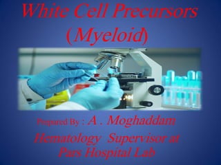 White Cell Precursors
(Myeloid)
Prepared By : A . Moghaddam
Hematology Supervisor at
Pars Hospital Lab
 