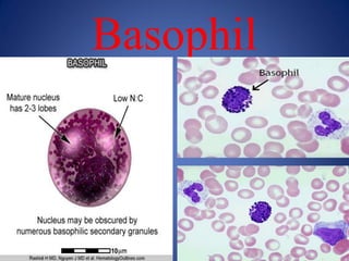 White Cell Precursors.pdf