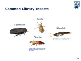 Common Library Insects


                                   Beetle

    Cockroach
                                                                    Silverfish


                            Termite                          Silverfish by Cygnus78 via Flicker Attribution-
                                                             ShareAlike 2.0 Generic (CC BY-SA 2.0)




                Termite Solider by Bill Bouton via Flicker
                Attribution-Share Alike 2.0 Generic (CC
                BY-SA 2.0)




                                                                                                               34
 