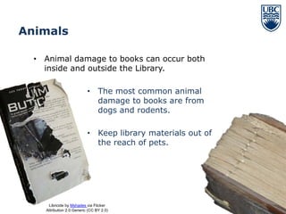 Animals

  • Animal damage to books can occur both
    inside and outside the Library.

                           •     The most common animal
                                 damage to books are from
                                 dogs and rodents.

                           •     Keep library materials out of
                                 the reach of pets.




     Libricide by Mshades via Flicker                            35
    Attribution 2.0 Generic (CC BY 2.0)
 