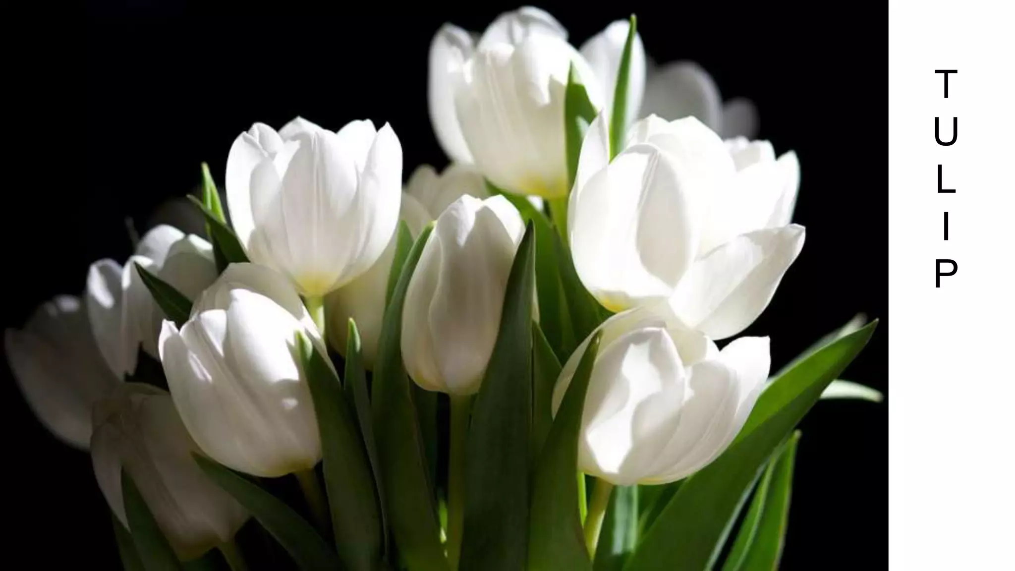 T
U
L
I
P