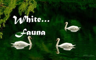 White…  Fauna 