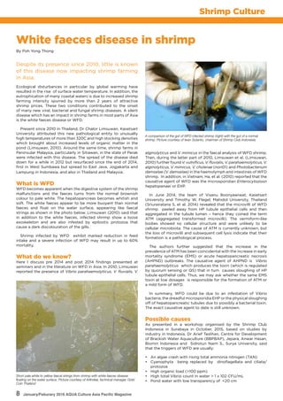 8 January/Feburary 2016 AQUA Culture Asia Pacific Magazine
Shrimp Culture
White faeces disease in shrimp
Despite its presence since 2010, little is known
of this disease now impacting shrimp farming
in Asia.
By Poh Yong Thong
Ecological disturbances in particular by global warming have
resulted in the rise of surface water temperature. In addition, the
eutrophication of many coastal waters is due to increased shrimp
farming intensity spurred by more than 2 years of attractive
shrimp prices. These two conditions contributed to the onset
of many new viral, bacterial and fungal shrimp diseases. A silent
disease which has an impact in shrimp farms in most parts of Asia
is the white faeces disease or WFD.
Present since 2010 in Thailand, Dr Chalor Limsuwan, Kasetsart
University attributed this new pathological entity to unusually
high temperatures of more than 320C and high stocking densities
which brought about increased levels of organic matter in the
pond (Limsuwan, 2010). Around the same time, shrimp farms in
Peninsular Malaysia, particularly in Sitiawan, in the state of Perak
were infected with this disease. The spread of the disease died
down for a while in 2012 but resurfaced since the end of 2014,
first in West Sumbawa but spread to East Java, Jogjakarta and
Lampung in Indonesia, and also in Thailand and Malaysia.
What is WFD	
WFD becomes apparent when the digestive system of the shrimp
malfunctions and the faeces turns from the normal brownish
colour to pale white. The hepatopancreas becomes whitish and
soft. The white faeces appear to be more buoyant than normal
faeces and float on the water surface, appearing like faecal
strings as shown in the photo below. Limsuwan (2010) said that
in addition to the white faeces, infected shrimp show a loose
exoskeleton and are also infested by epibiotic protozoa that
cause a dark discolouration of the gills.
Shrimp infected by WFD exhibit marked reduction in feed
intake and a severe infection of WFD may result in up to 60%
mortality.
What do we know?
Here I discuss pre 2014 and post 2014 findings presented at
seminars and in the literature on WFD in Asia. In 2010, Limsuwan
reported the presence of Vibrio parahaemolyticus, V. fluvialis, V.
Short pale white to yellow faecal strings from shrimp with white faeces disease
floating on the water surface. Picture courtesy of Arfindee, technical manager, Gold
Coin Thailand
A comparison of the gut of WFD infected shrimp (right) with the gut of a normal
shrimp. Picture courtesy of Iwan Sutanto, chairman of Shrimp Club Indonesia.
alginolyticus and V. mimicus in the faecal analysis of WFD shrimp.
Then, during the latter part of 2010, Limsuwan et al. (Limsuwan,
2010) further found V. vulnificus, V. fluvialis, V. parahaemolyticus, V.
alginolyticus, V. mimicus, V. cholerae (non01) and Photobacterium
damselae (V. damselae) in the haemolymph and intestines of WFD
shrimp. In addition, in Vietnam, Ha, et al. (2010) reported that the
causative agent of WFD was the microsporidian Enterocytozoon
hepatopenaei or EHP.
In June 2014, the team of Visanu Boonyawiwat, Kasetsart
University and Timothy W. Flegel, Mahidol University, Thailand
(Sriurairatana S, et al. 2014) revealed that the microvilli of WFD
shrimp peeled away from HP tubule epithelial cells and then
aggregated in the tubule lumen – hence they coined the term
ATM (aggregated transformed microvilli). The vermiform-like
bodies showed no cellular structure and were unlikely to be
cellular microbiota. The cause of ATM is currently unknown, but
the loss of microvilli and subsequent cell lysis indicate that their
formation is a pathological process.
The authors further suggested that the increase in the
prevalence of ATM has been coincidental with the increase in early
mortality syndrome (EMS) or acute hepatopancreatic necrosis
(AHPND) outbreaks. The causative agent of AHPND is Vibrio
parahaemolyticus which produces the toxin (which is regulated
by quorum sensing or QS) that in turn causes sloughing of HP
tubule epithelial cells. Thus, we may ask whether the same EMS
toxin at low dosages is responsible for the formation of ATM or
a mild form of WFD.
In summary, WFD could be due to an infestation of Vibrio
bacteria, the dreadful microsporidia EHP or the physical sloughing
off of hepatopancreatic tubules due to possibly a bacterial toxin.
The exact causative agent to date is still unknown.
Possible causes
As presented in a workshop organised by the Shrimp Club
Indonesia in Surabaya in October, 2015, based on studies by
industry in Indonesia, Dr Arief Taslihan, Centre for Development
of Brackish Water Aquaculture (BBPBAP), Jepara, Anwar Hasan,
Biomin Indonesia and Sidrotun Naim S., Surya University, said
that the triggers of WFD are usually:
•	 An algae crash with rising total ammonia nitrogen (TAN)
•	 Cyanophyta being replaced by dinoflagellata and ciliata/
	 protozoa
•	 High organic load (>100 ppm)
•	 High total Vibrio count in water > 1 x 102 CFU/mL
•	 Pond water with low transparency of <20 cm
 