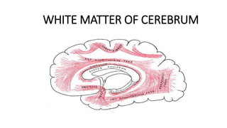 WHITE MATTER OF CEREBRUM
 