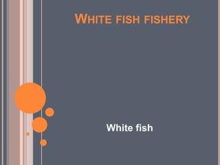 WHITE FISH FISHERY
White fish
 