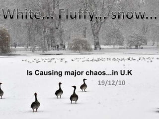 Is Causing major chaos...in U.K 19/12/10 White... Fluffy... snow... 