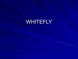 WHITEFLY
 
