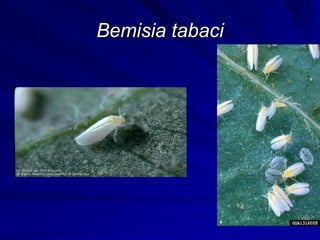 Bemisia tabaci
 