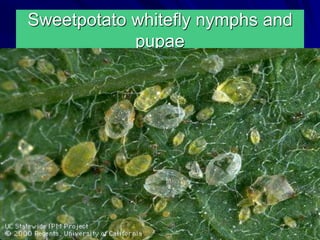 Sweetpotato whitefly nymphs and
pupae
 