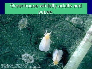 Greenhouse whitefly adults and
pupae.
 