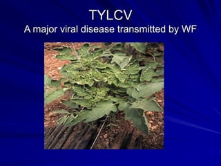 TYLCV
A major viral disease transmitted by WF
 