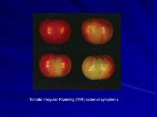 Tomato Irregular Ripening (TIR) external symptoms
 