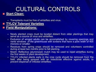 CULTURAL CONTROLS
Start Clean:
– Transplants must be free of whiteflies and virus.
TYLCV Tolerant Varieties
Field Manipulations:
– Newly planted crops must be located distant from older plantings that may
serve as a source of virus and whiteflies.
– Exclusion of winged adults can be accomplished by covering openings and
vents windows of the greenhouse with screens that have a pore width of 405
microns or smaller.
– Residues from spring crops should be removed and volunteers controlled
during at least two months prior to fall planting.
– Mulch: Reflective (aluminized) mulch may be used to repel whiteflies during
the first weeks of plant development.
– TYLCV infected plants early in the crop cycle should be removed from the
field, after being sprayed with an insecticide effective against adults, to
prevent dispersal of infected whiteflies.
 