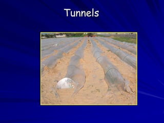 Tunnels
 