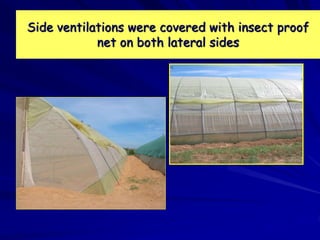 Side ventilations were covered with insect proof
net on both lateral sides
 